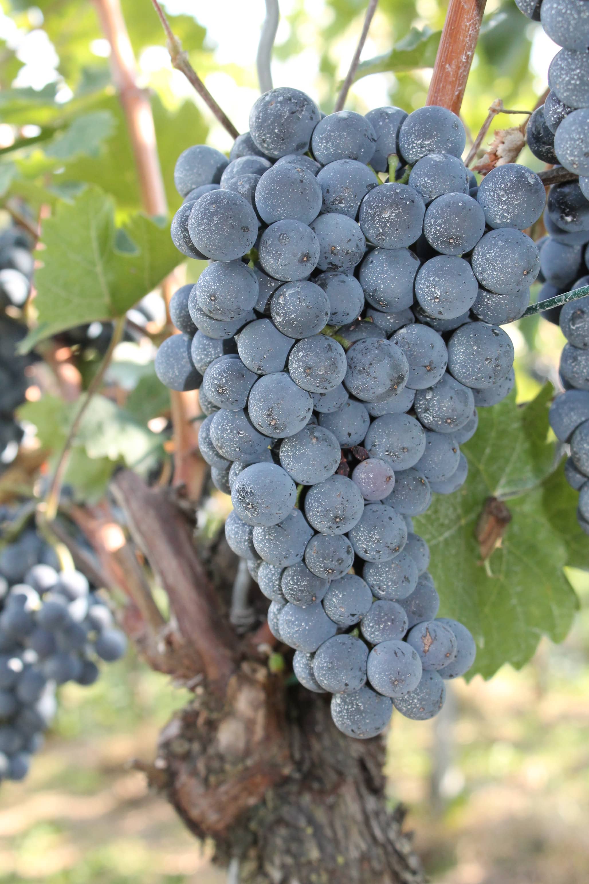 Dornfelder grape