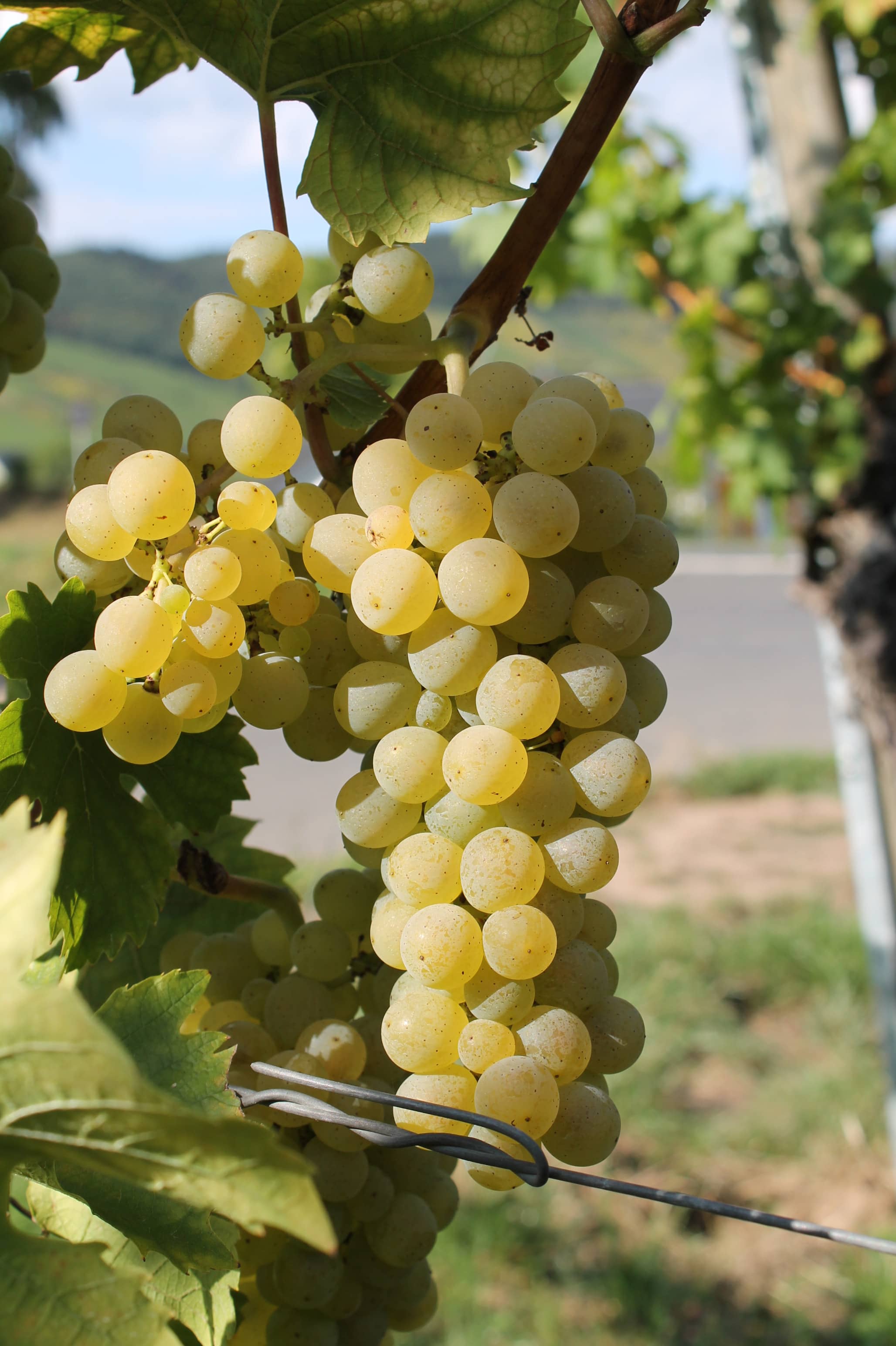 Müller-Thurgau grape